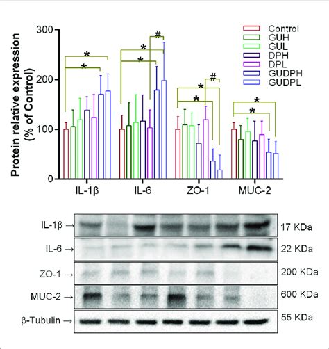 Protein Expressions Related To Inflammation And Barrier Functions In