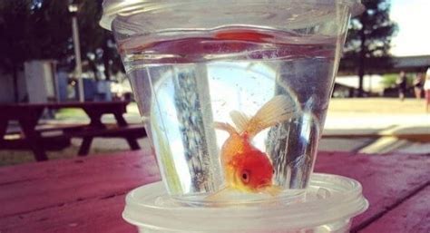 Petition · Ban Goldfish as Fun-Fair Prizes · Change.org