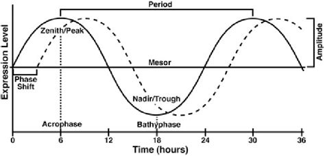 Circadian Curve And Terminology A Model Curve Representing A Circadian