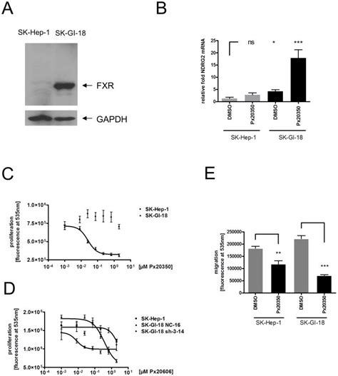 A Expression Of FXR In SK Hep 1 And The FXR Overexpressing SK GI 18