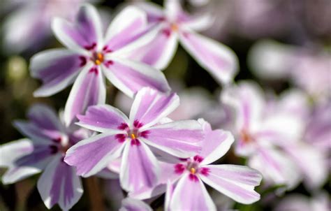 Wallpaper Macro Nature Petals Inflorescence For Mobile And Desktop