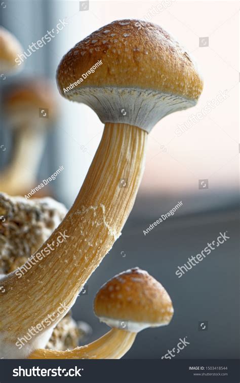 Ecuador Magic Mushroom Psilocybe Cubensis Specie Stock Foto 1503418544