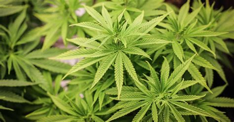 Saar SPD Kritisiert Cannabisgesetz Der Bundesregierung