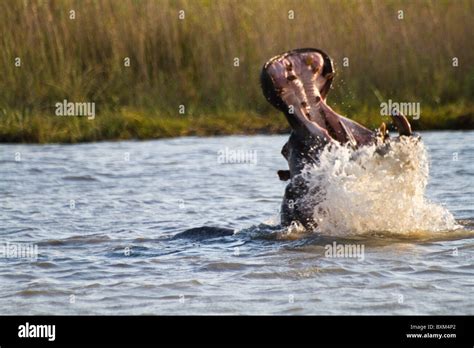 Hippo yawning with big splash in South Africa Stock Photo - Alamy