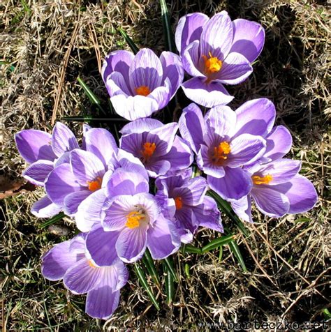 Krokus Wiosenny Crocus Vernus Pickwick Jadwiga Barteczko