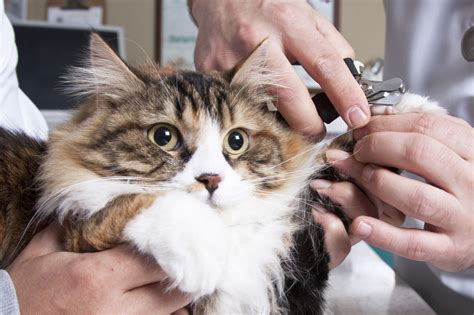 Do you know how to trim your cat’s claws? - Sepicat