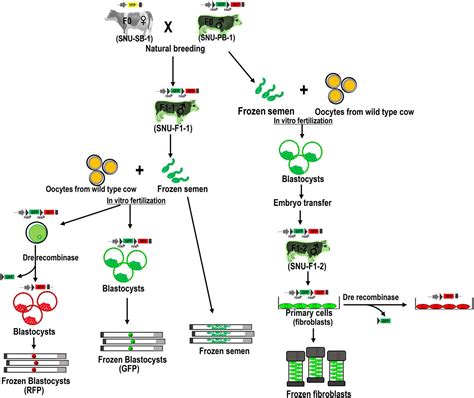 Transgenic F2 Bovine Embryos Show Stable Germline Transmission And