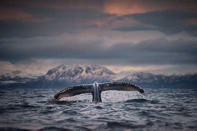 fluke whale tail arctic | George Karbus Photography