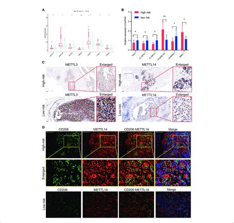 Validation Of The Association Between M6a Regulators And Tumor