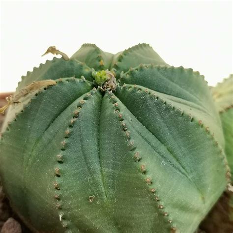 Euphorbia Obesa Arrow F Dicotomica Cm Euphorbiaceae Giromagi