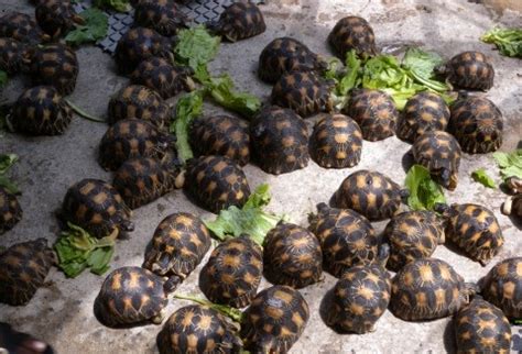 Radiated Tortoise - Red List of Endangered Species, Reptile -RelivEarth