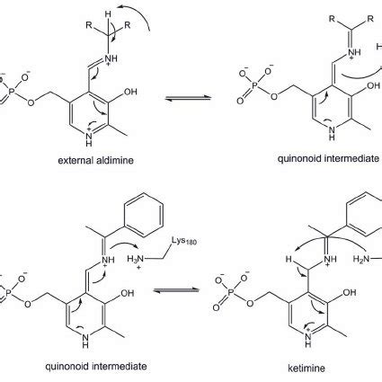 Detailed reaction mechanism of transaminases.... | Download Scientific ...