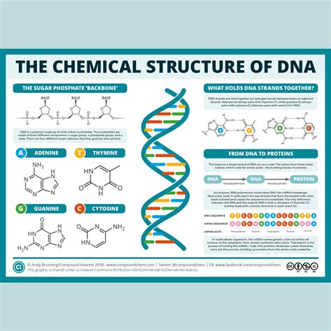 Chemical Structure of DNA