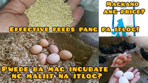 Effective Na Feeds Pang Pa Itlog Ng Manok Pwedi Ba E Incubate Ang