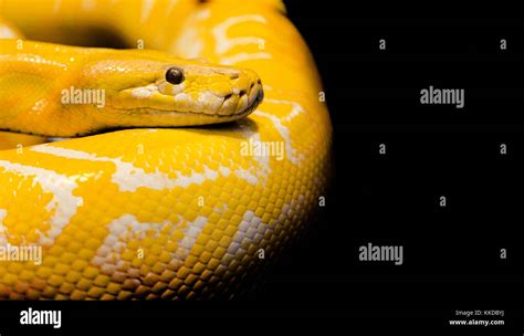 Serpiente En Fondo Negro Fotograf As E Im Genes De Alta Resoluci N Alamy