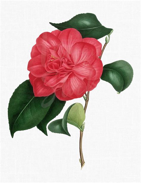 Png Flower Clipart Camellia Lansezeuriana Digital Download Botanical Illustration For