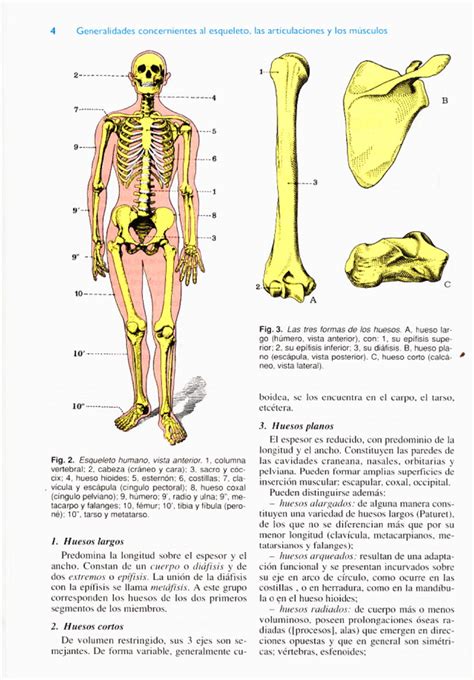 Regi N Grupo Plano Generalidades Del Esqueleto