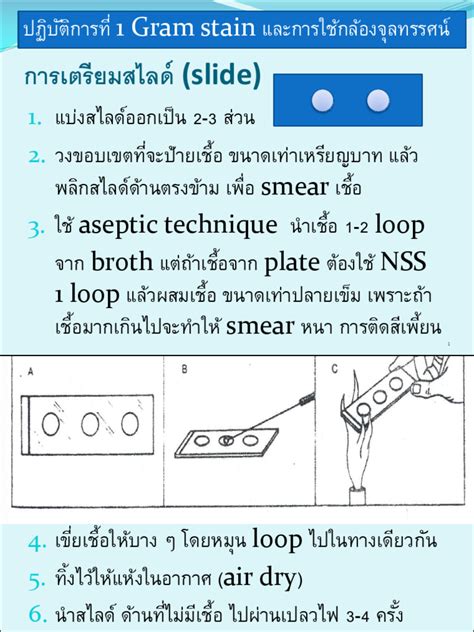 01 Gram Stain | PDF