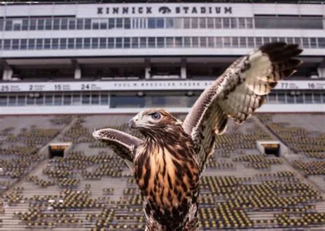 Heres The Important Reason A Live Hawk Will Fly Over Kinnick