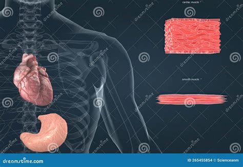 Structure Et Fonction Du Tissu Musculaire Cardiaque Illustration Stock