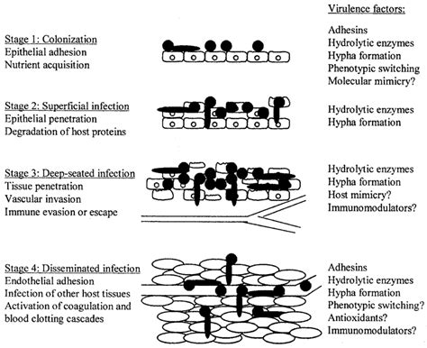 Schematic Diagram Illustrating The Contribution Of The Various