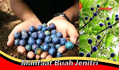 Temukan Rahasia Manfaat Buah Jenitri Yang Jarang Diketahui Biotifor