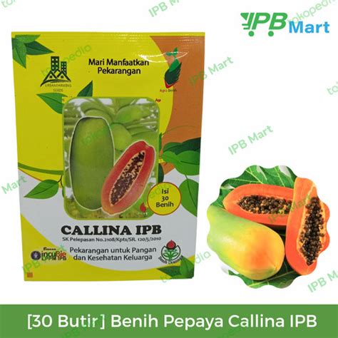 Jual Kemasan Isi 30 Butir Benih Bibit Pepaya Calina California IPB