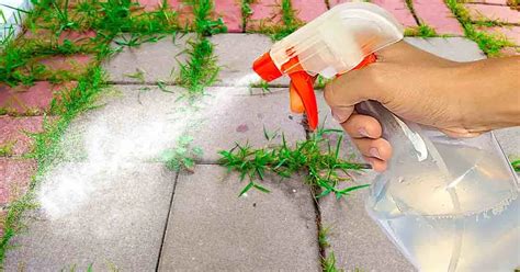 Ecco Come Preparare Il Giardino Per La Primavera In Passaggi