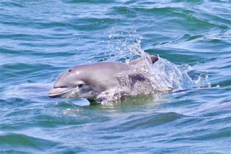 Atlantic City: Dolphin Watching Ocean Cruise Adventure | GetYourGuide