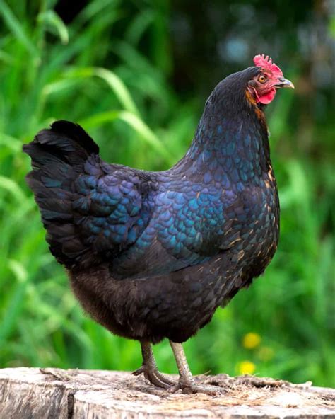 Jersey Giant Chicken: Breed Profile, Facts & Pictures