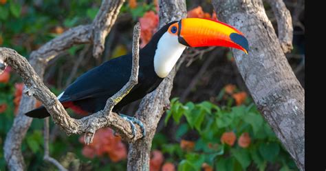 Toco toucan within the Pantanal locale of Brazil