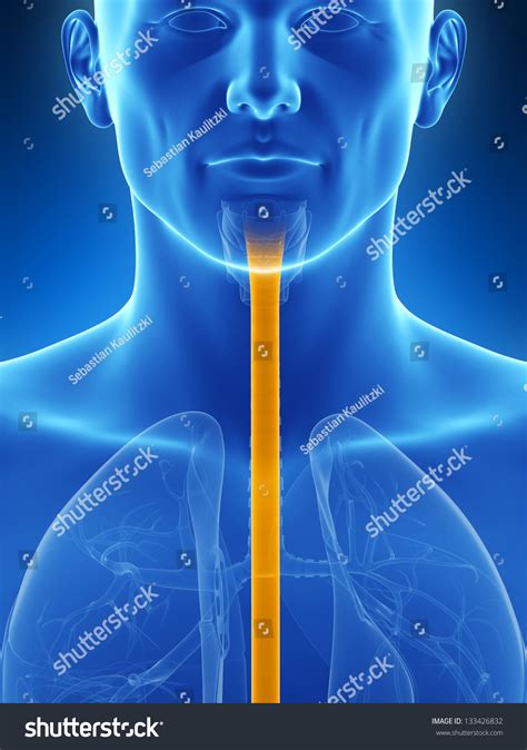 3d Rendered Illustration Esophagus Stock Illustration 133426832