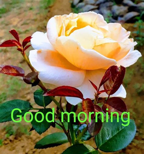 Download Good Morning Lake Flower Picture