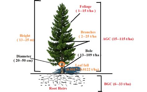 Contribution Of Carbon Of Different Components In Chir Pine Forest In