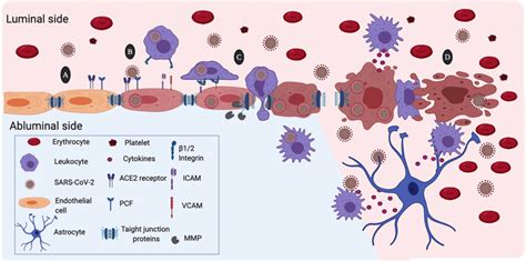 Possible Mechanism Of Damage To The Blood Brain Barrier BBB By The