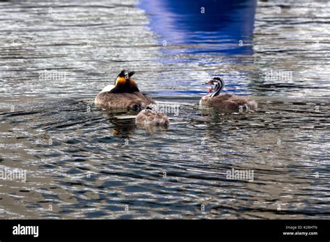 Great crested grebe during breeding season Stock Photo - Alamy