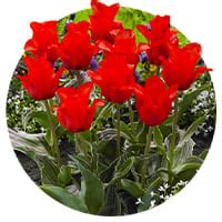 Tulipes Greigii Acheter Bulbes Directement De Hollande Dutch Bulbs