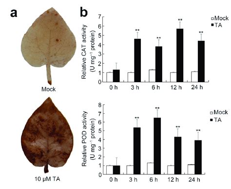 Analyses Of Diaminobenzidine Dab Stain And Reactive Oxygen