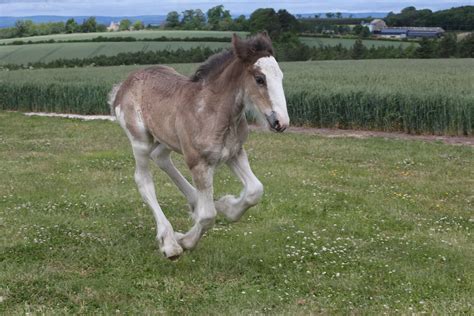 Northumberland Heavy Horse Breeding Programme Welcomes First Black