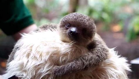 Baby Sloth Clings To His Special Surrogate Mom - The Dodo