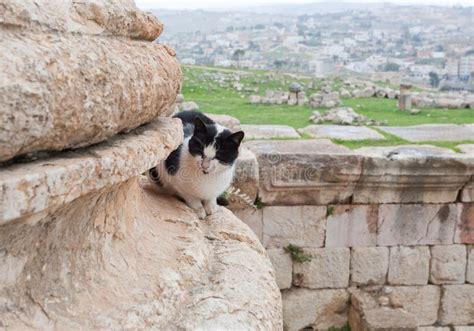 Cat In Ruin Of F Ancient City Jerash Stock Photo Image Of Ancience