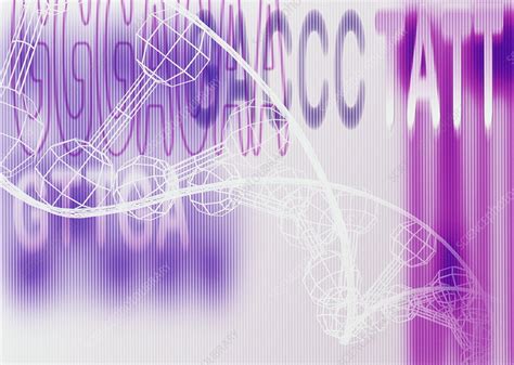 DNA and genetic code - Stock Image - G110/0597 - Science Photo Library