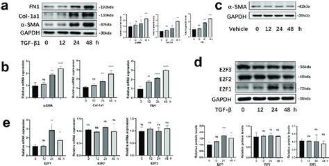 E2F1 was highly expressed in HCFs induced by TGF-β1. (a, b ... 
