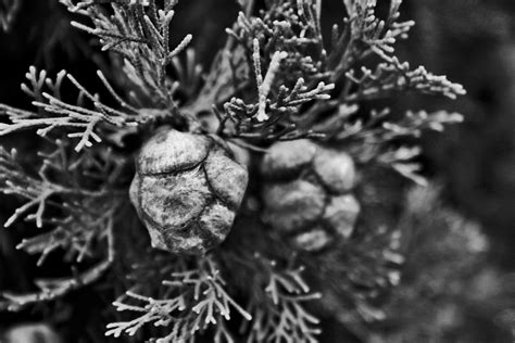 Conifer Seeds B&w Free Stock Photo - Public Domain Pictures