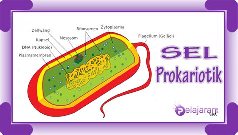 sel prokariotik pengertian ciri ciri struktur  fungsi sel