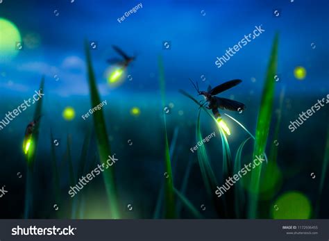 glowing firefly  grass filed night stock photo edit