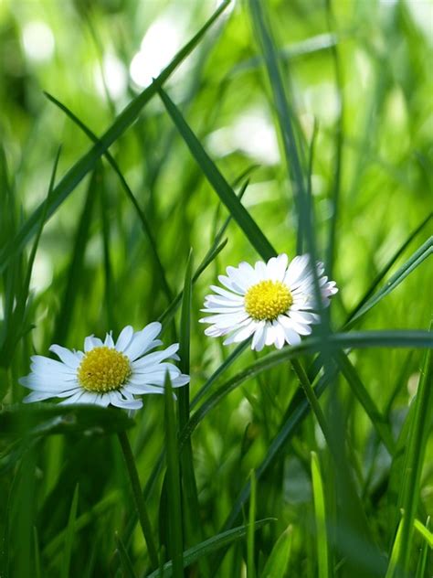 Daisy Meadow Flower Free Photo On Pixabay Pixabay