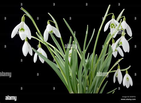 Galanthus Nivalis Common Snowdrop Stock Photo Alamy