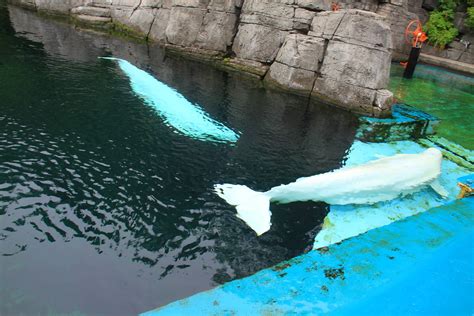 Trip To Alaska Vancouver Aquarium Canada Jun Flickr