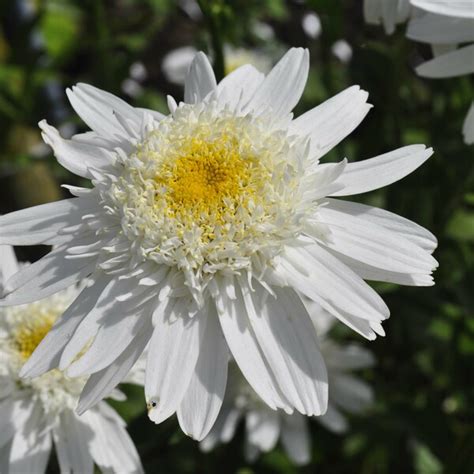 Buy Leucanthemum Superbum Wirral Supreme Buy Nursery Grown Plants